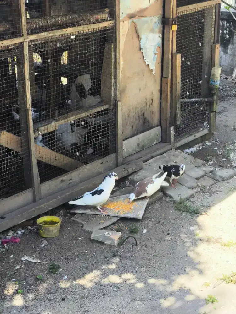 Burung Dara Merpati Pekanbaru Panam