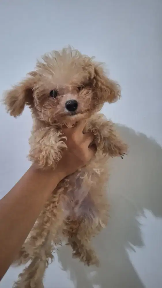 Dijual Anjing Poodle x Bichon Betina Lucu Lincah Nurut