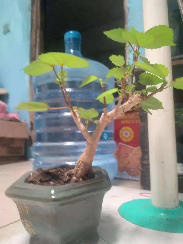 Bonsai waru taiwan pot keramik