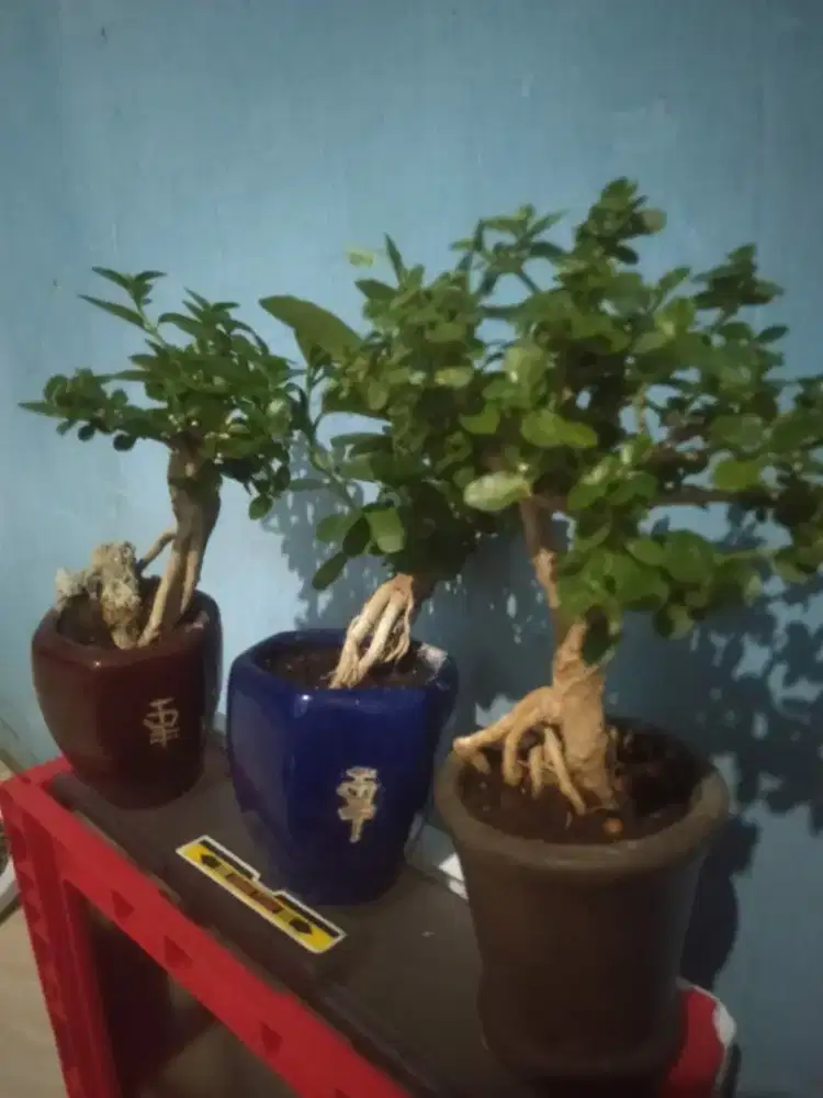 Bonsai paketan sancang uk sito pot kemarik