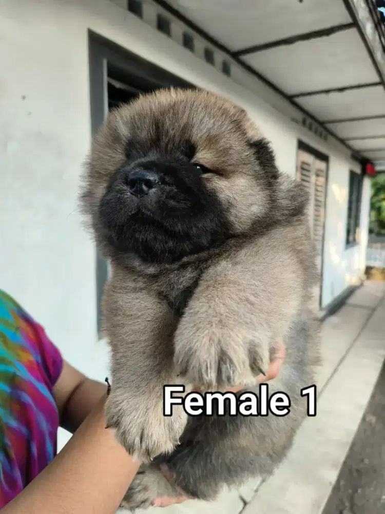 Chow chow,dob 05 juli 2026