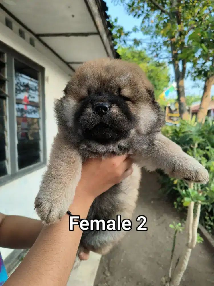 Chow chow,dob 05 juli 2026