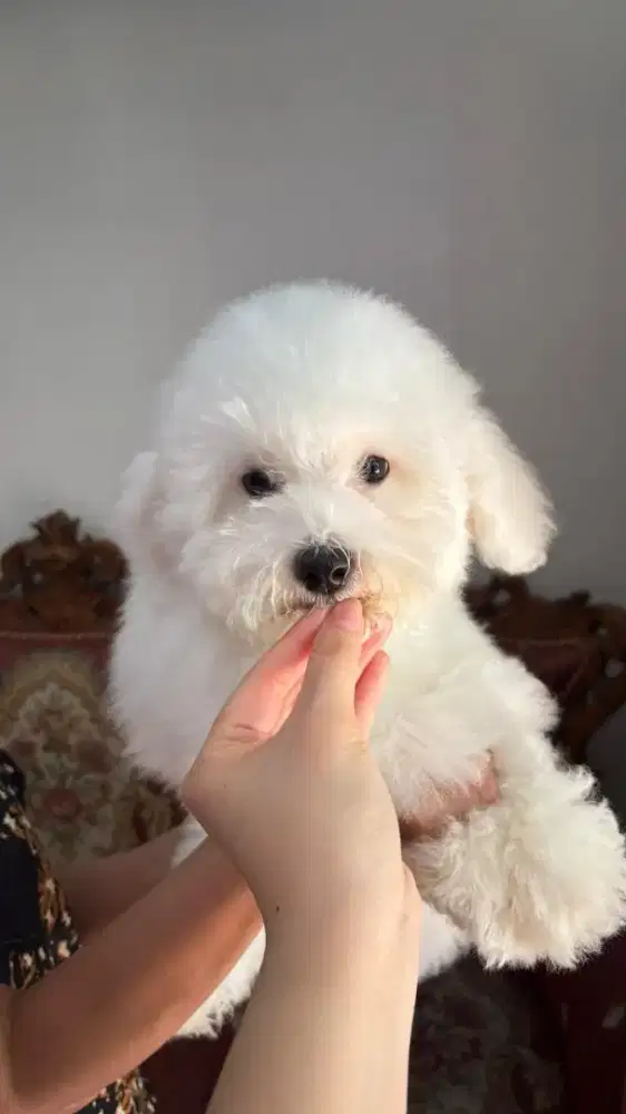 Bichon frise,usia 5 bln,jantan