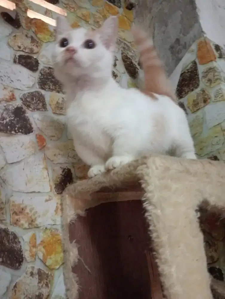 BSH MUNCHKIN JANTAN