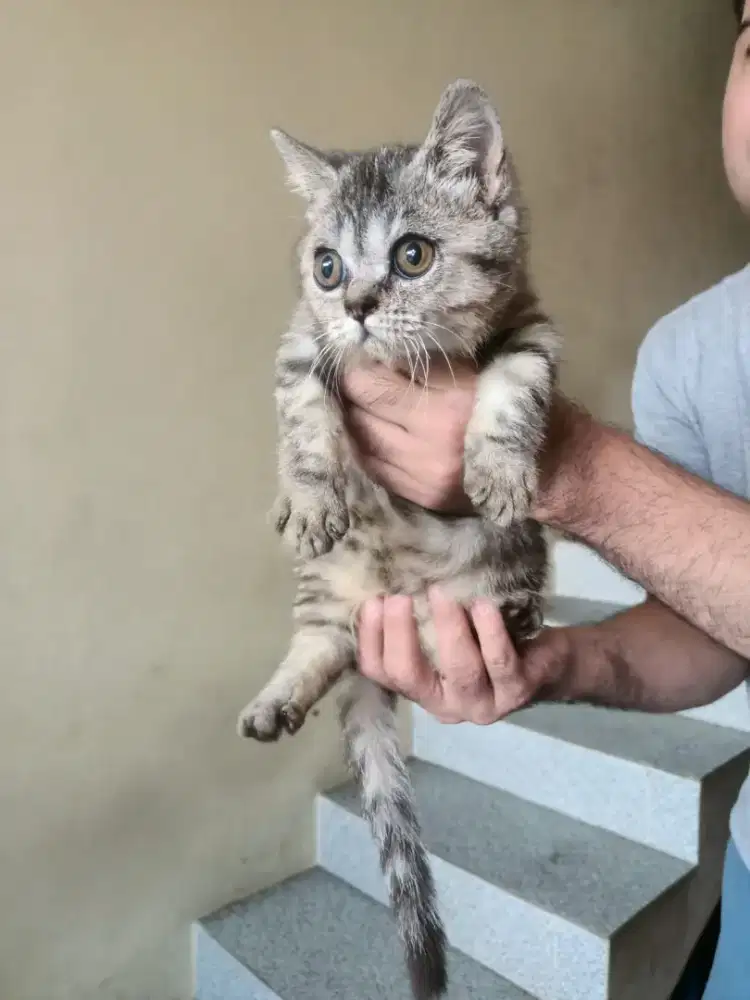Munchkin BSH betina