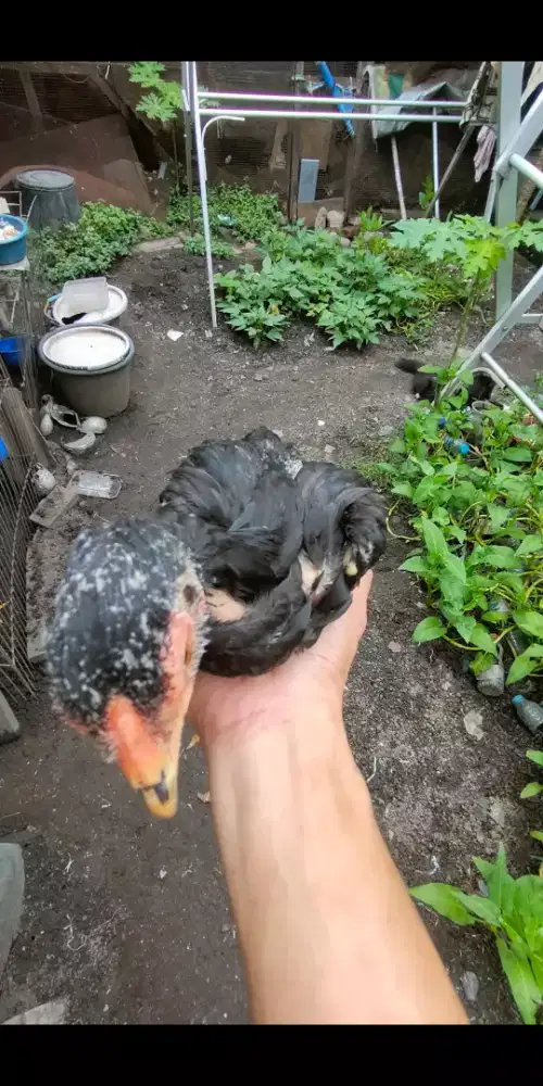 2 ekor ayam Siam usia 1 bulan lebih 120rb