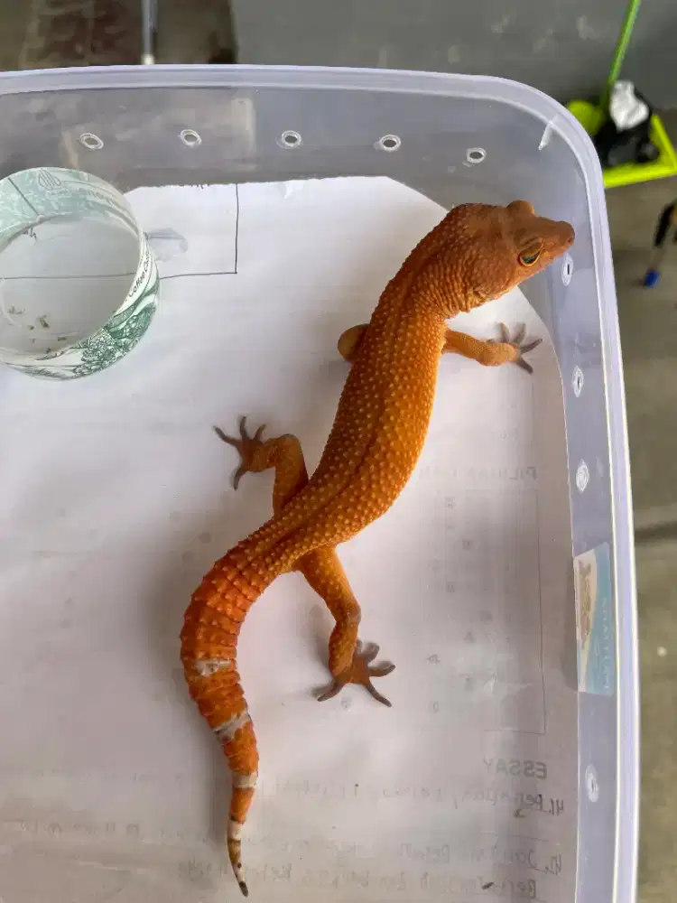 Leopard Gecko SHTCTB Birahi