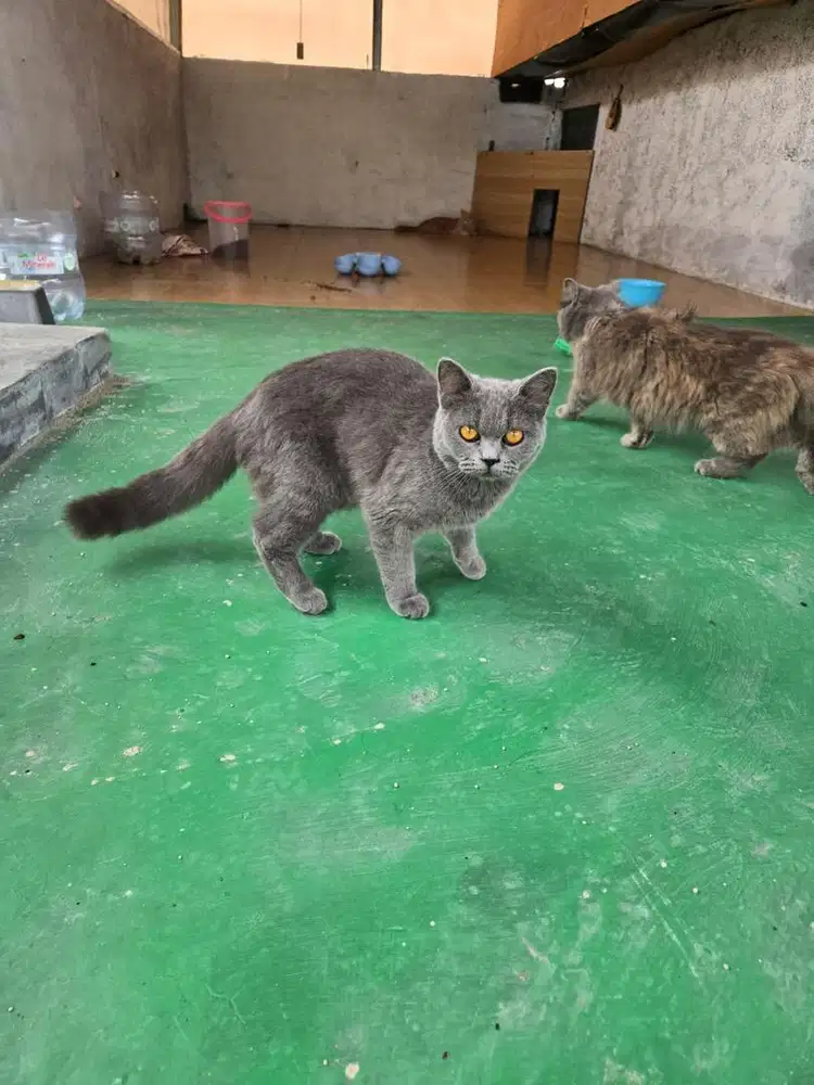 Bsh betina usia 6 bln