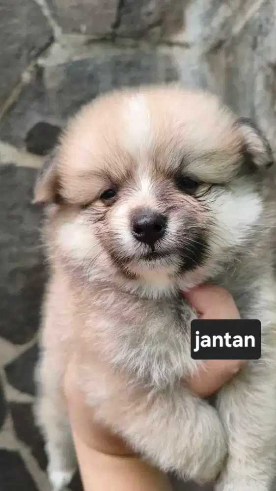 Anakan anjing minipom pure