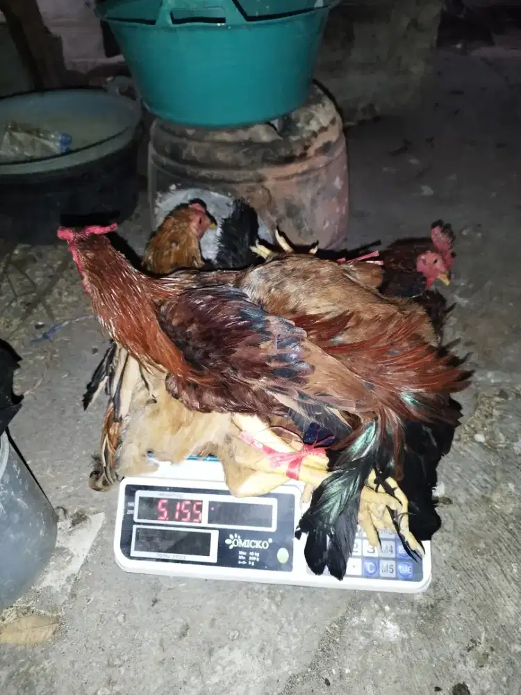 Jago ayam 3 ekor