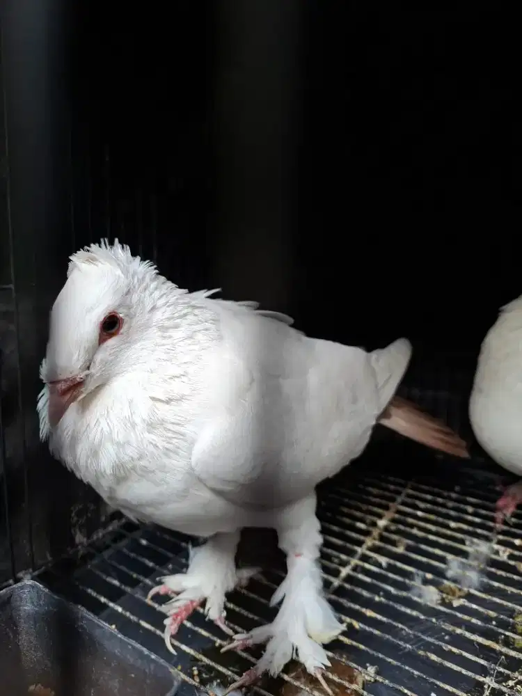 MERPATI PAJER JANTAN