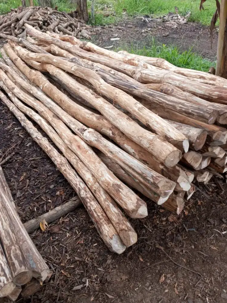 Kayu dolken kuspa kupasan 6_7