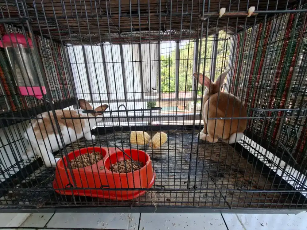 Kelinci Rex sepasang