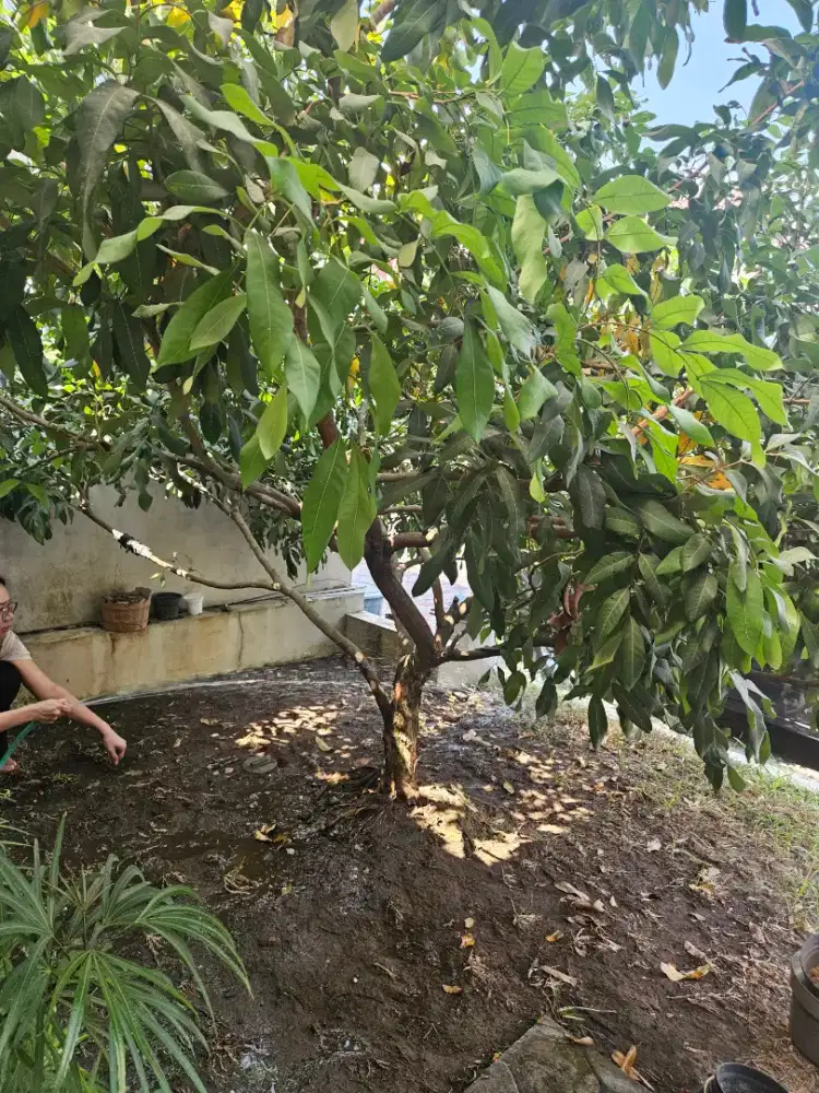 Pohon tanaman kelengkeng