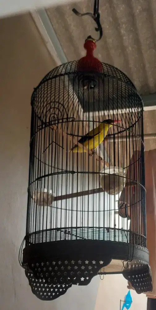 Burung kepodang