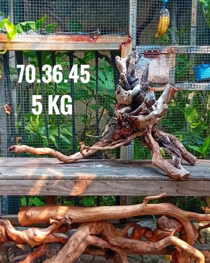 KAYU SANTIGI HIASAN AQUARIUM KAYU AQUASCAPE KAYU TENGGELAM