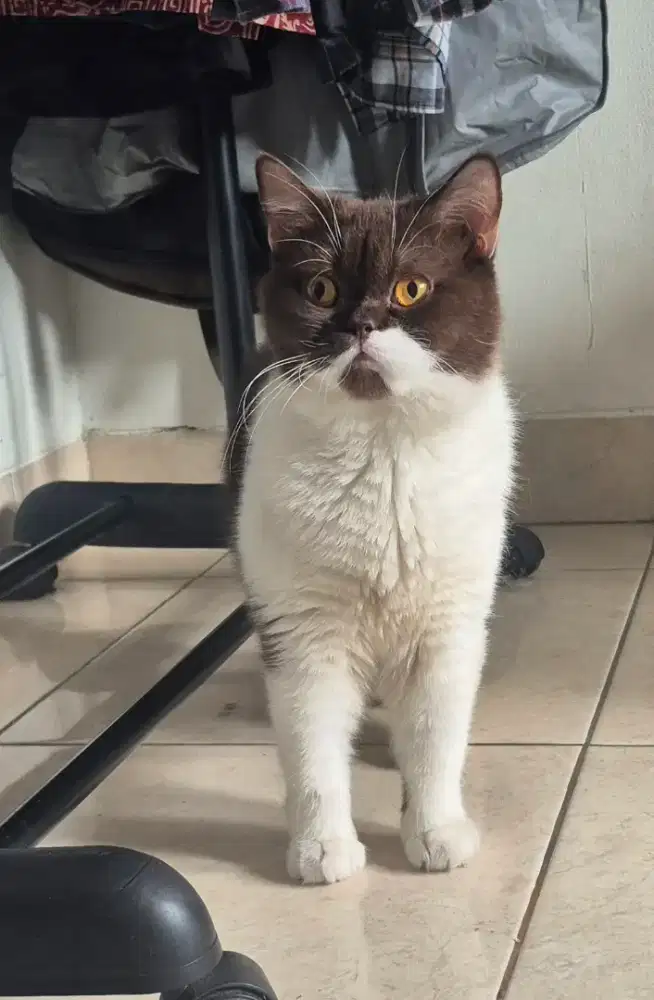 Kucing BSH bico cocholate PED