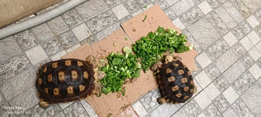 Kura Kura Sulcata
