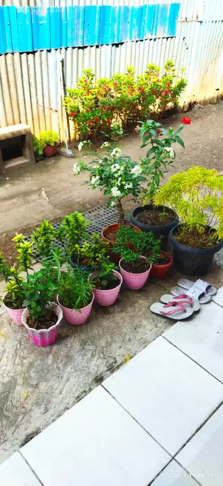 Cari pekerjaan Pp