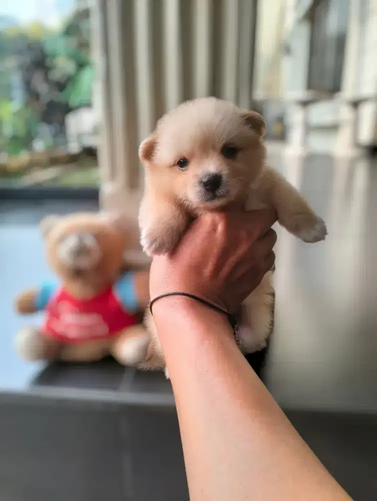 POM / POMERANIAN PUPPY
