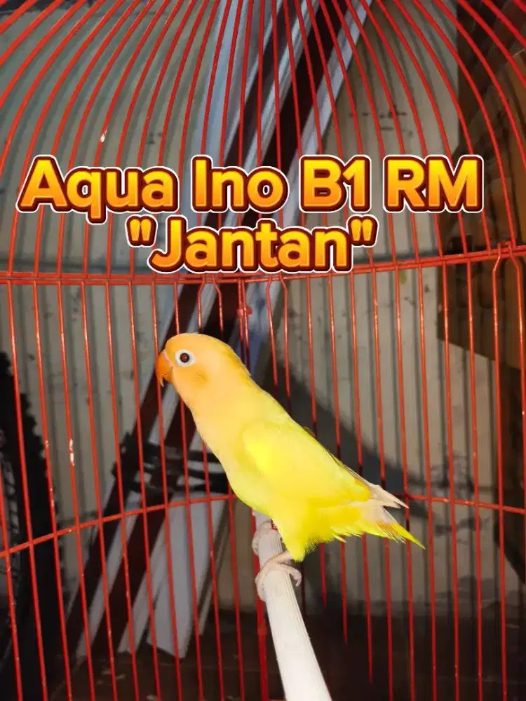 Lovebird Jantan Aqua Ino Blue1 RM