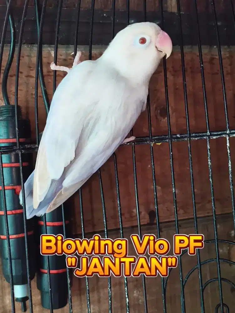 Lovebird Jantan Biowing vio PF