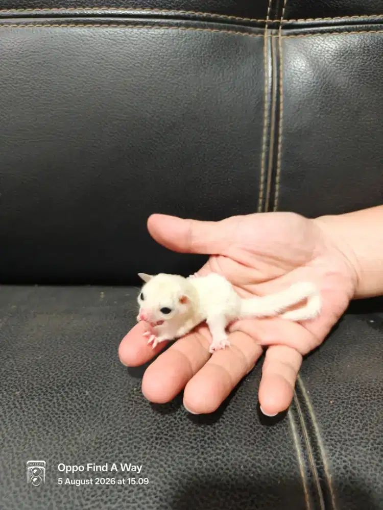 Sugar glider joey lucuu