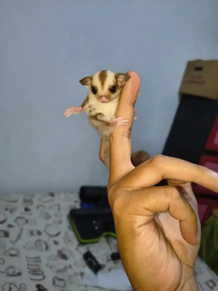 Sugar glider caramel Joey jantan jinak