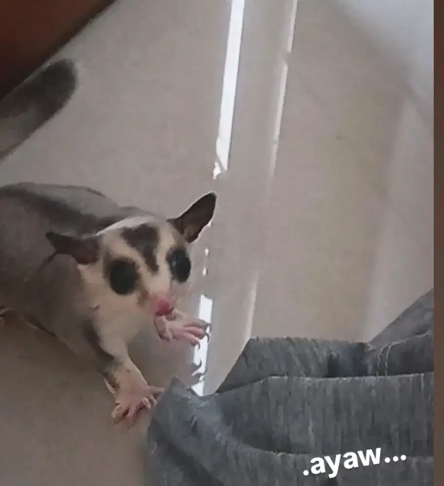 Sugar gLider nyuu