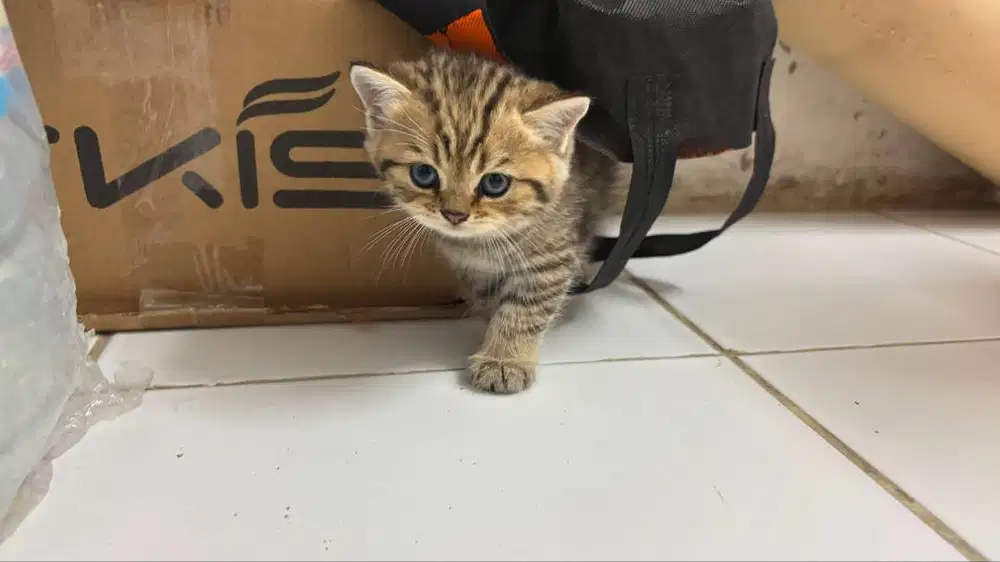 Open Booking Kitten BSH