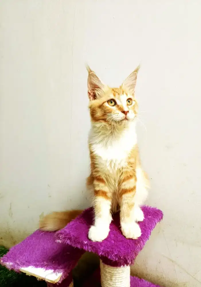 Kitten MaineCoon Betina Pure No mix. Induk CFA Show Quality