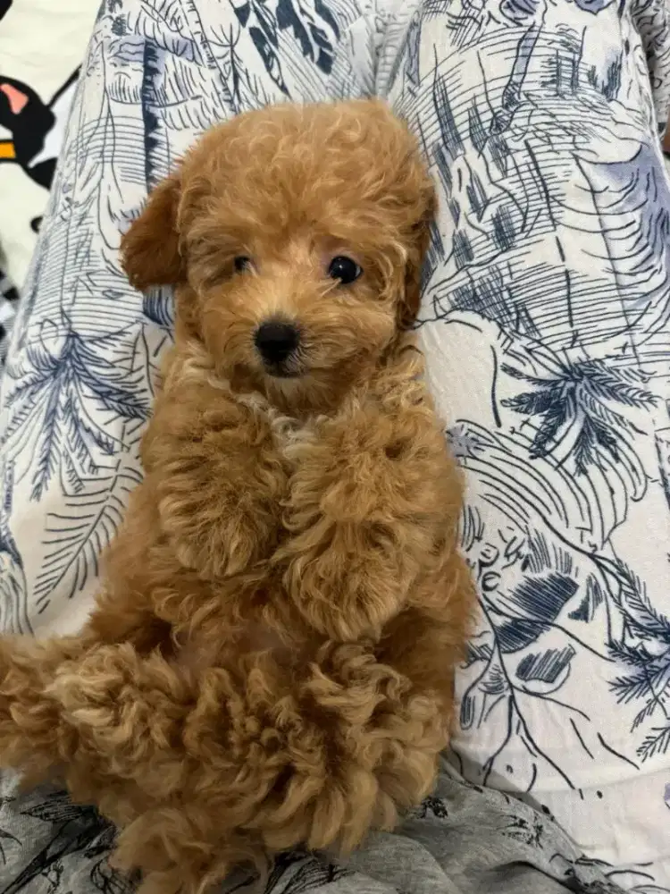 Open Adopt Anjing Poodle Betina