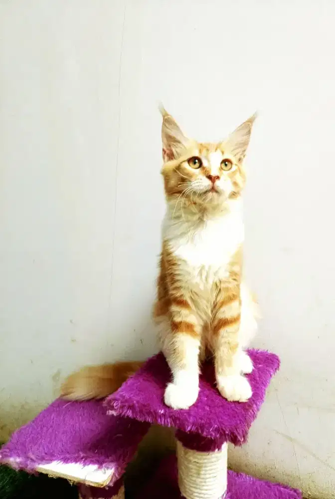 Kitten MaineCoon Betina Pure No mix. Induk ped Cfa Maine Coon
