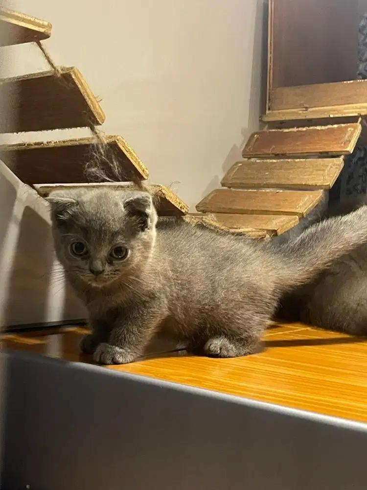 Kucing British shorthair