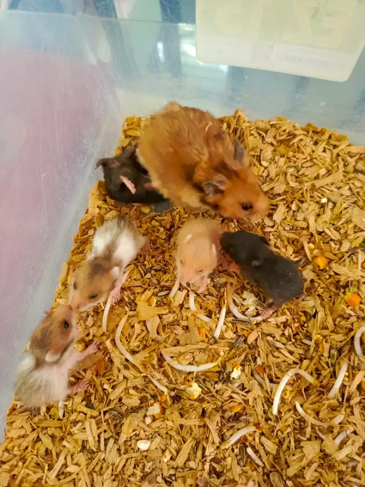 Hamster Peliharaan