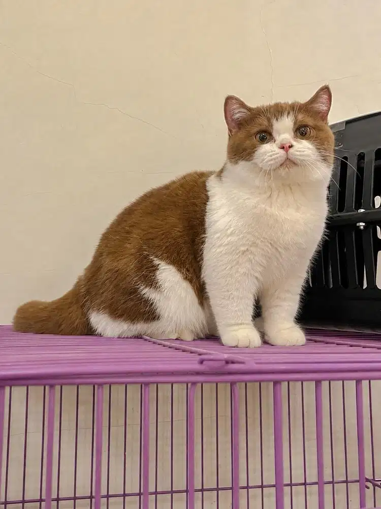 British Shorthair Bicolour Cinnamon