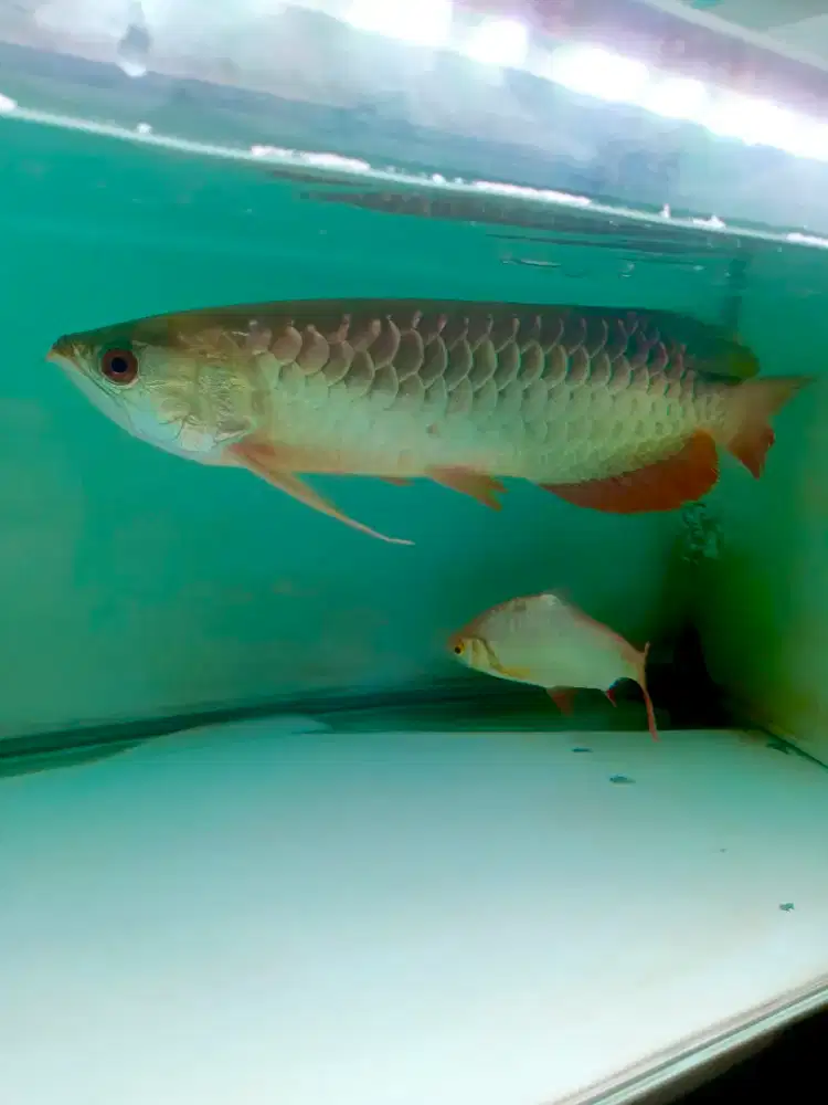 Ikan Arwana Golden Red Murah