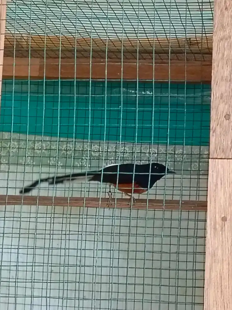 Murai Batu Dewasa