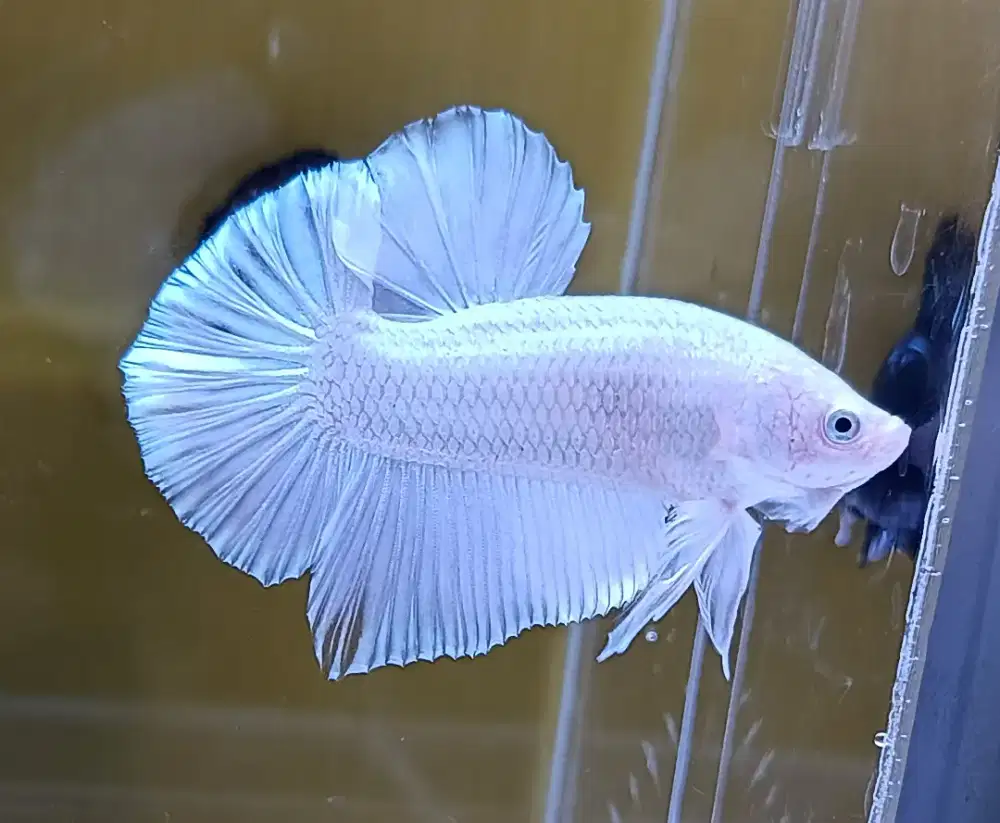 ikan cupang giant white