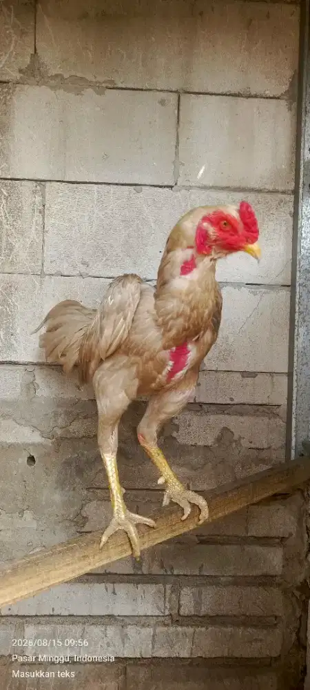 ayam pama x pakhoy