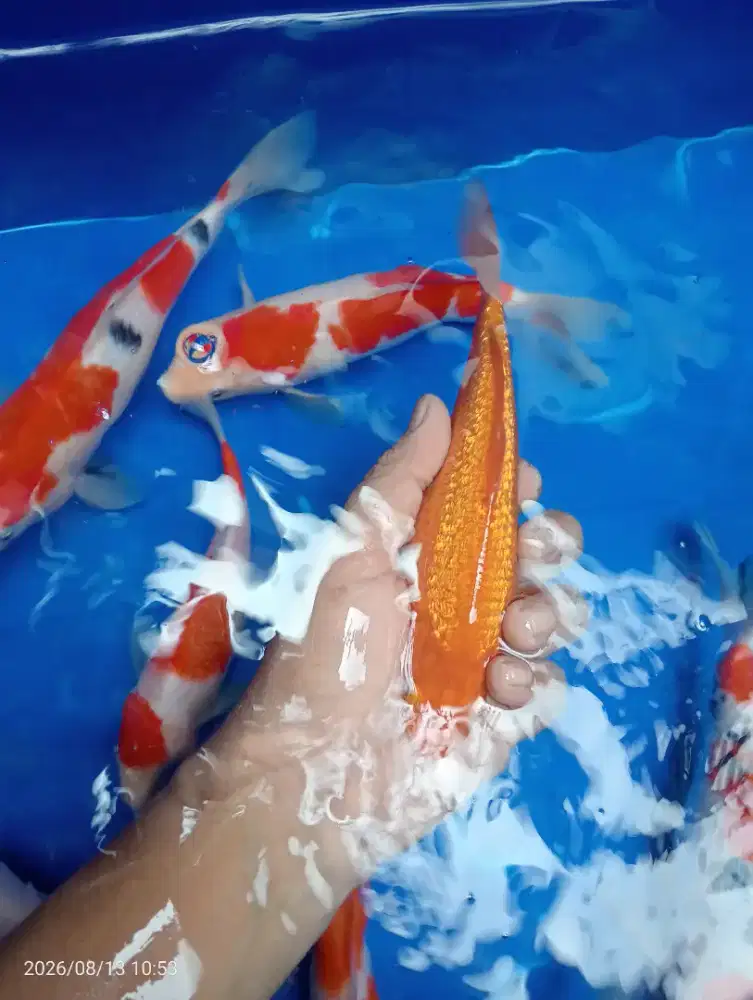 IKAN KOI BLITAR