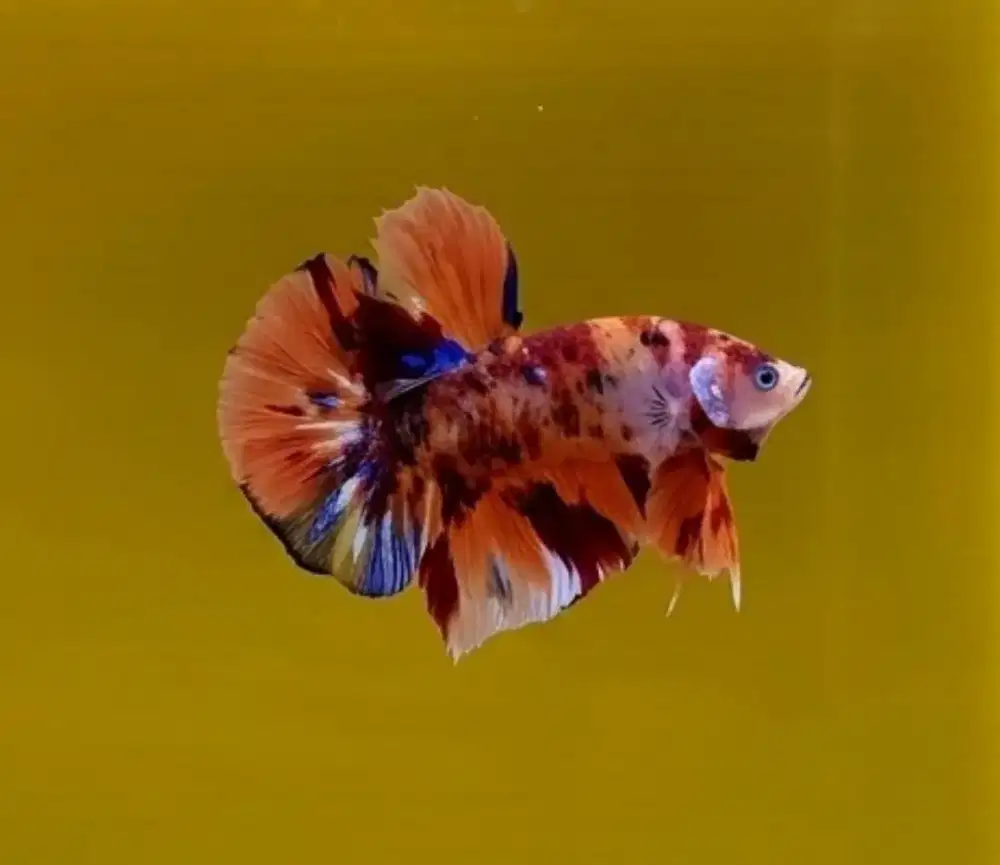 ikan cupang giant nemo