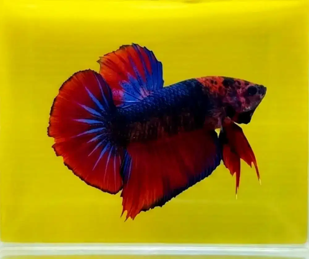 ikan cupang giant hellboy