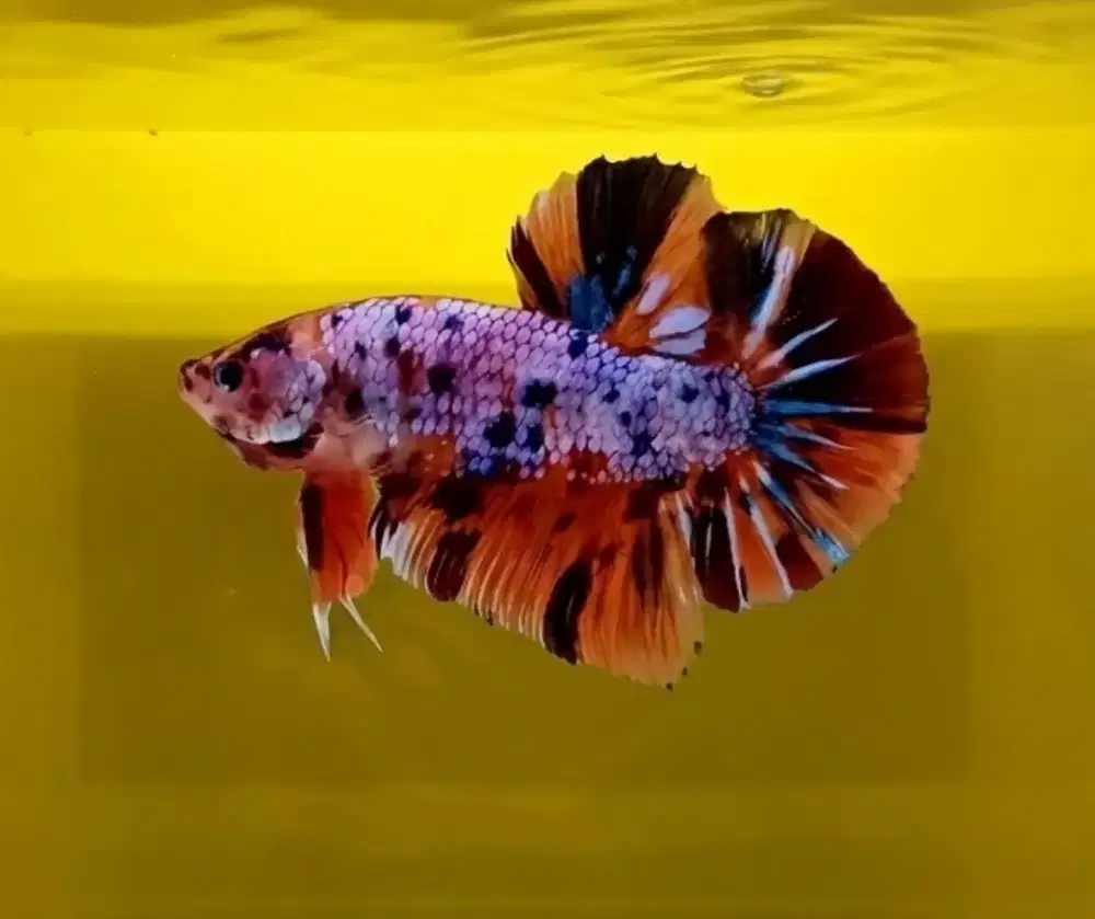 ikan cupang giant candy nemo