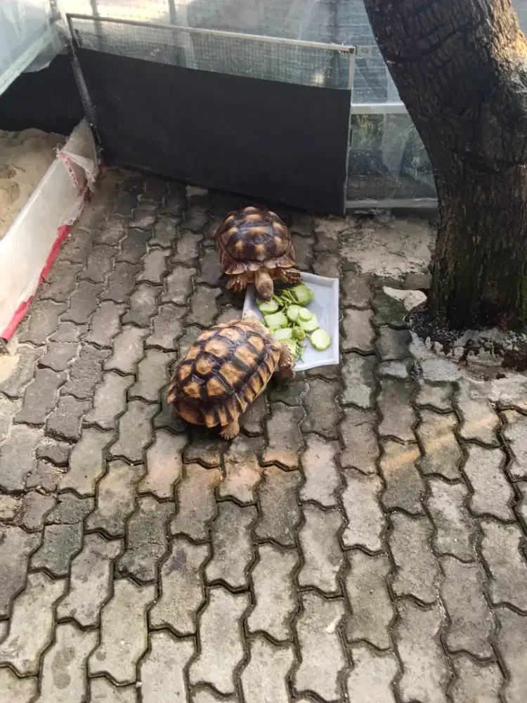 Indukan kura sulcata siap breding