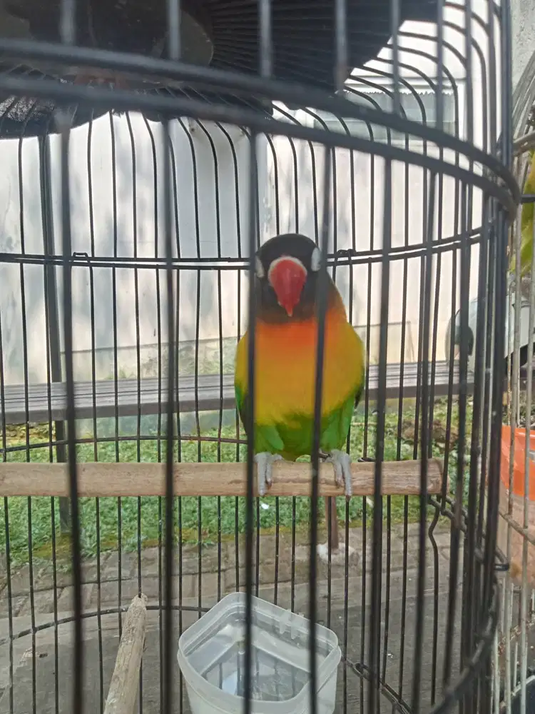 Lovebird dewasa 5 tahun up josan kepala hitam eks masteran murai