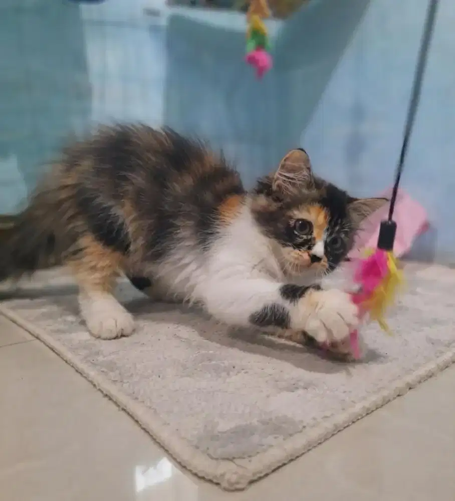 Persian medium calico