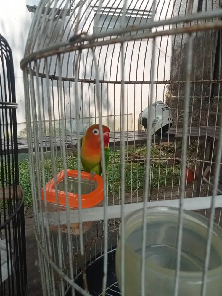 lovebird pasjo kepala merah mapan eks masteran murai volume pedes