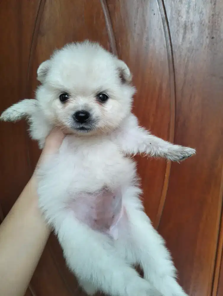 MINIPOM SNOWHITE