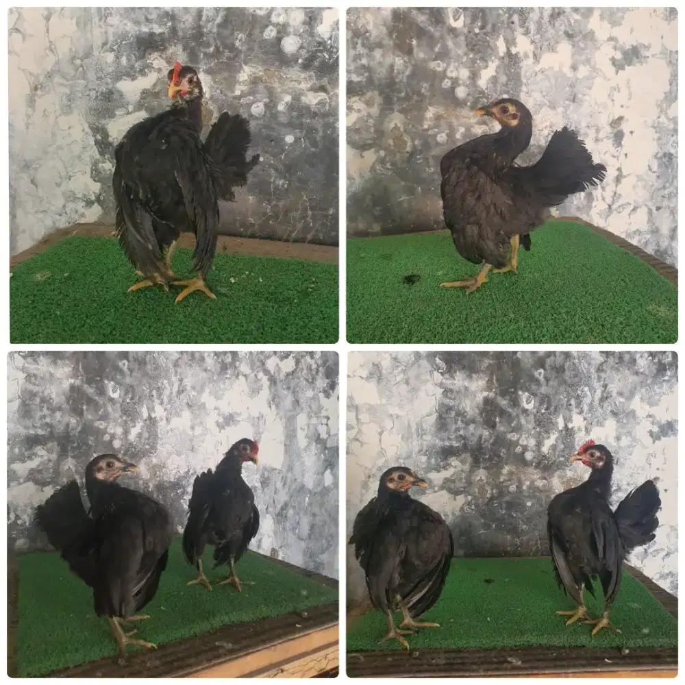 Sepasang ayam serama hitam